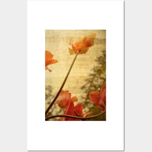 Orange Tulips Posters and Art